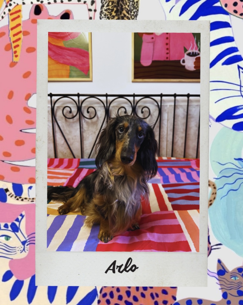 Arlo, pensionnaire chez Pattes en l’air