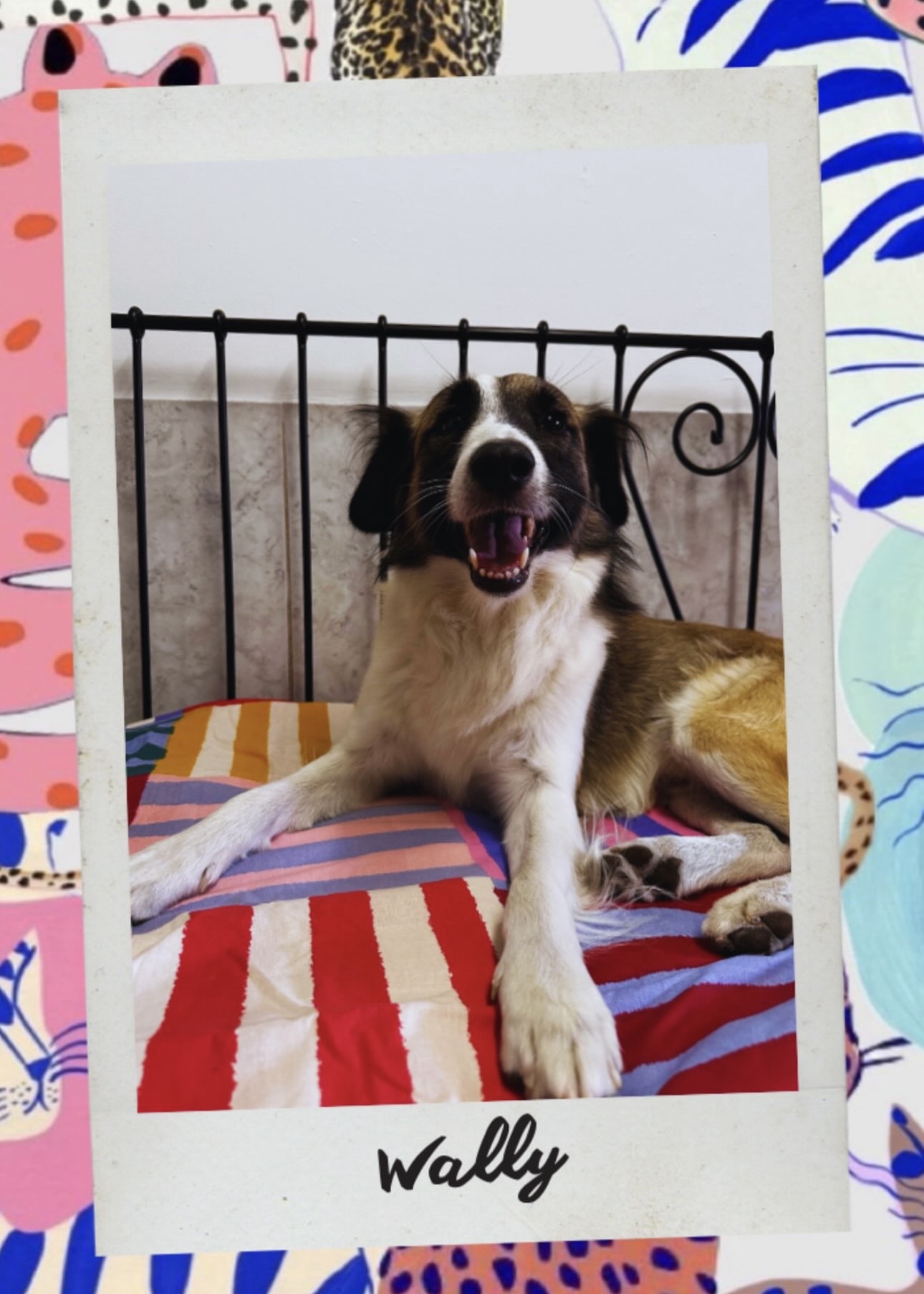 Wally, pensionnaire chez Pattes en l’air